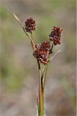 APII jpeg image of Luzula densiflora  © contact APII