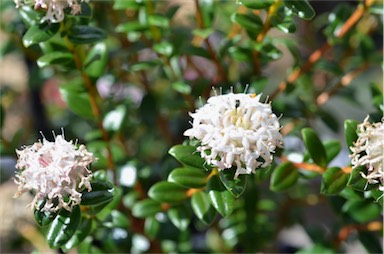 APII jpeg image of Pimelea 'White Solitaire'  © contact APII