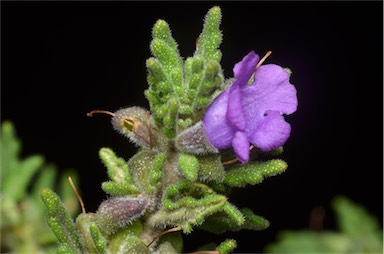 APII jpeg image of Prostanthera sp.  © contact APII