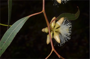 APII jpeg image of Eucalyptus blakelyi  © contact APII