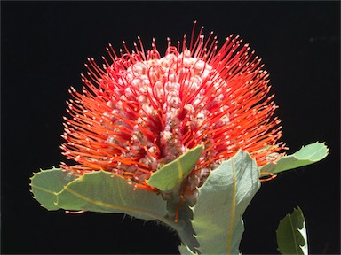 APII jpeg image of Banksia coccinea  © contact APII