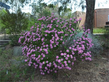 APII jpeg image of Pimelea ferruginea 'Magenta Mist'  © contact APII