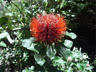 APII jpeg image of Banksia coccinea  © contact APII