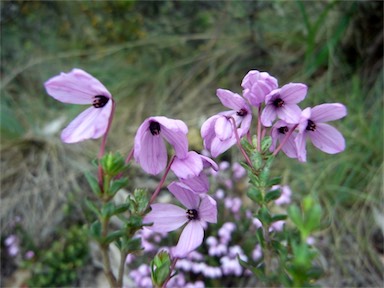 APII jpeg image of Tetratheca bauerifolia  © contact APII