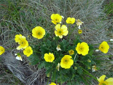 APII jpeg image of Ranunculus graniticola  © contact APII