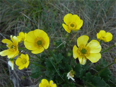 APII jpeg image of Ranunculus graniticola  © contact APII