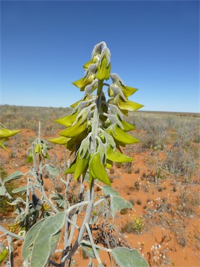 APII jpeg image of Crotalaria cunninghamii subsp. sturtii  © contact APII