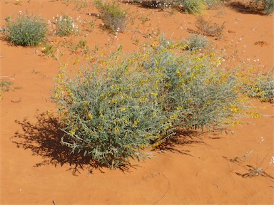 APII jpeg image of Crotalaria eremaea subsp. eremaea  © contact APII