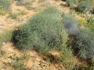 APII jpeg image of Lechenaultia divaricata  © contact APII