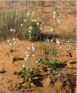 APII jpeg image of Nicotiana velutina  © contact APII