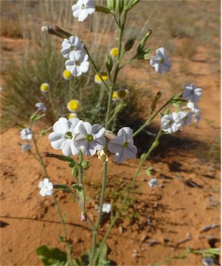 APII jpeg image of Nicotiana velutina  © contact APII