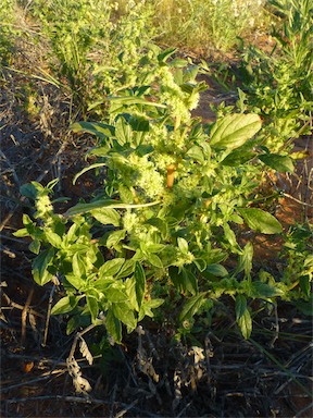 APII jpeg image of Amaranthus grandiflorus  © contact APII