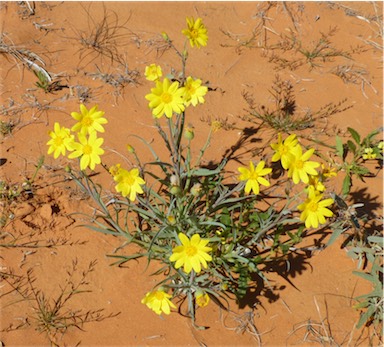 APII jpeg image of Senecio gregorii  © contact APII