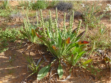 APII jpeg image of Plantago drummondii  © contact APII