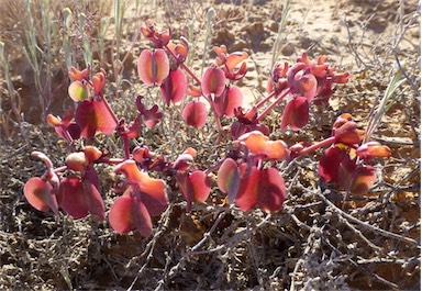 APII jpeg image of Zygophyllum howittii  © contact APII