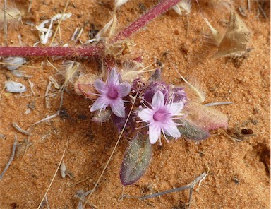 APII jpeg image of Trianthema pilosum  © contact APII