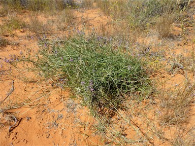 APII jpeg image of Glycine canescens  © contact APII