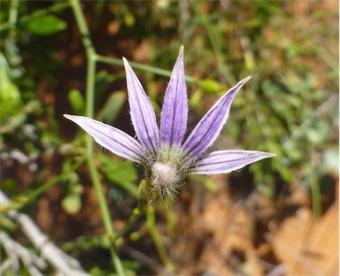 APII jpeg image of Scaevola depauperata  © contact APII