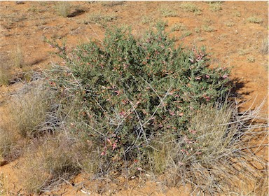 APII jpeg image of Eremophila maculata subsp. maculata  © contact APII