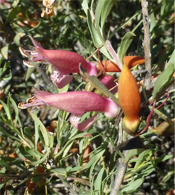 APII jpeg image of Eremophila maculata subsp. maculata  © contact APII