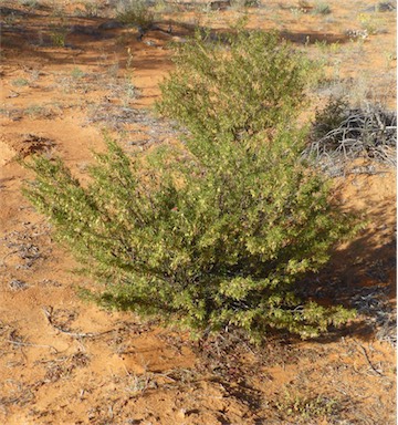 APII jpeg image of Eremophila latrobei subsp. glabra  © contact APII