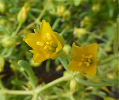 APII jpeg image of Zygophyllum aurantiacum subsp. simplicifolium  © contact APII