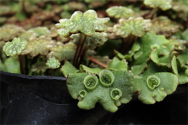 APII jpeg image of Marchantia polymorpha  © contact APII