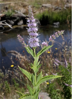 APII jpeg image of Mentha spicata  © contact APII