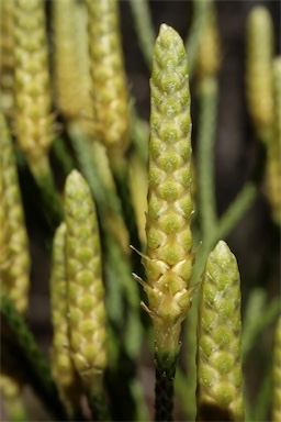 APII jpeg image of Lycopodium deuterodensum  © contact APII