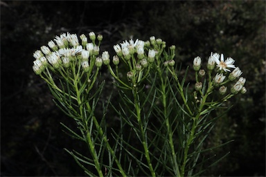 APII jpeg image of Olearia glandulosa  © contact APII
