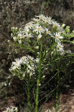 APII jpeg image of Olearia glandulosa  © contact APII