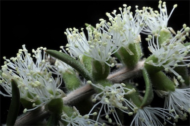 APII jpeg image of Melaleuca lanceolata  © contact APII