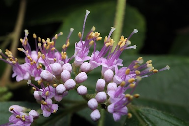 APII jpeg image of Callicarpa pedunculata  © contact APII