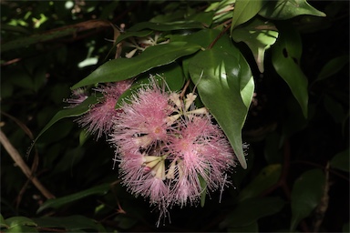 APII jpeg image of Syzygium wilsonii 'Cascade'  © contact APII
