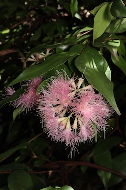 APII jpeg image of Syzygium wilsonii 'Cascade'  © contact APII