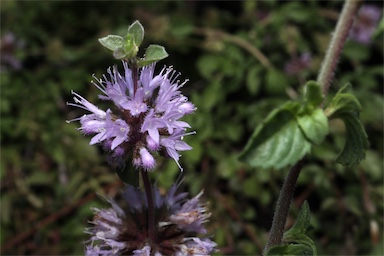 APII jpeg image of Mentha pulegium  © contact APII