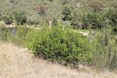 APII jpeg image of Grevillea juniperina subsp. fortis  © contact APII