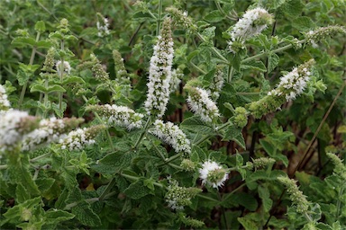 APII jpeg image of Mentha x rotundifolia  © contact APII