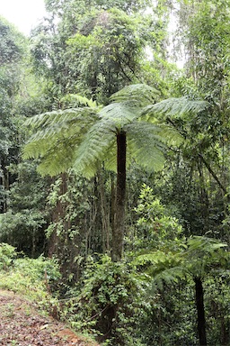 APII jpeg image of Cyathea australis  © contact APII