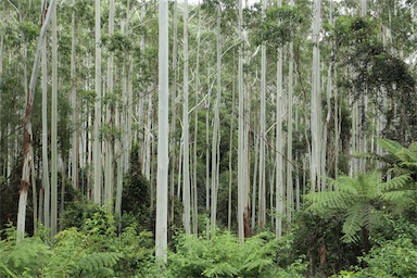 APII jpeg image of Eucalyptus saligna  © contact APII