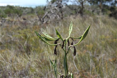 APII jpeg image of Blandfordia grandiflora  © contact APII