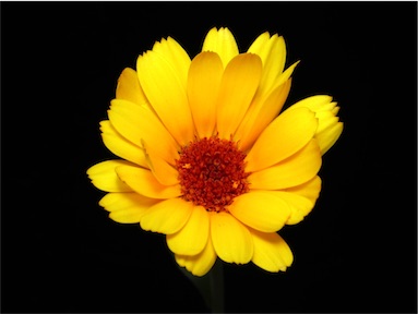 APII jpeg image of Calendula officinalis  © contact APII