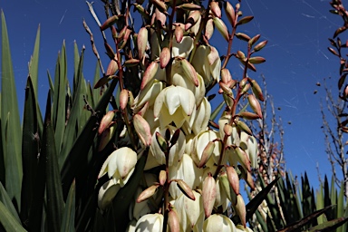 APII jpeg image of Yucca aloifolia  © contact APII