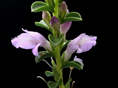 APII jpeg image of Eremophila crassifolia  © contact APII