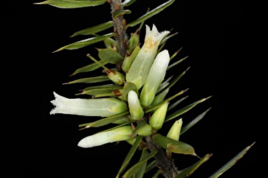 APII jpeg image of Leucopogon juniperinus  © contact APII