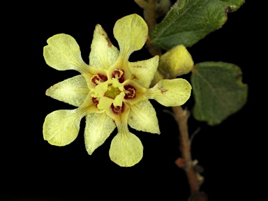 APII jpeg image of Androcalva luteiflora  © contact APII