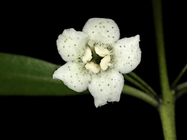 APII jpeg image of Myoporum montanum  © contact APII