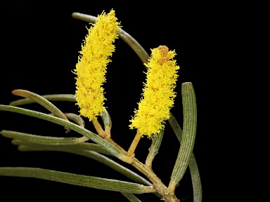 APII jpeg image of Acacia aptaneura  © contact APII