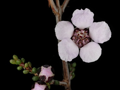 APII jpeg image of Baeckea crassifolia  © contact APII