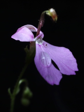 APII jpeg image of Stylidium  © contact APII